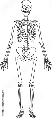 Human skeleton, bones and joints, isolated on white background,Vector hand drawn sketch illustration,Human skeleton and bone anatomy vector 