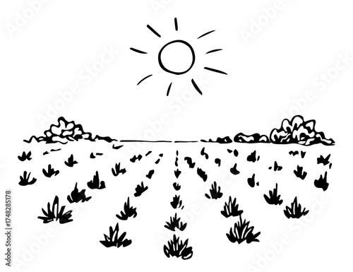 Farm fields, agave plantations, growing plants. Tequila production, mezcal, alcoholic drink. Sun in the sky, rows of bushes. Hand drawn vector drawing with black outline.