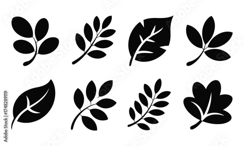 Botanical Set of Simple Leaves Isolated on White Background Vector Illustration