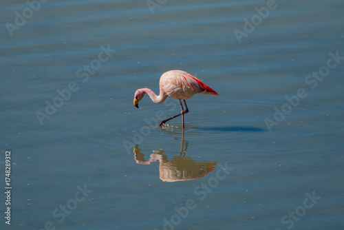 pink flamingo in water
