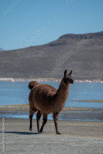 llama in the desert