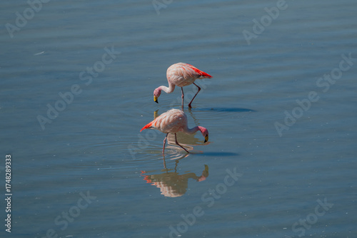 pink flamingo in water