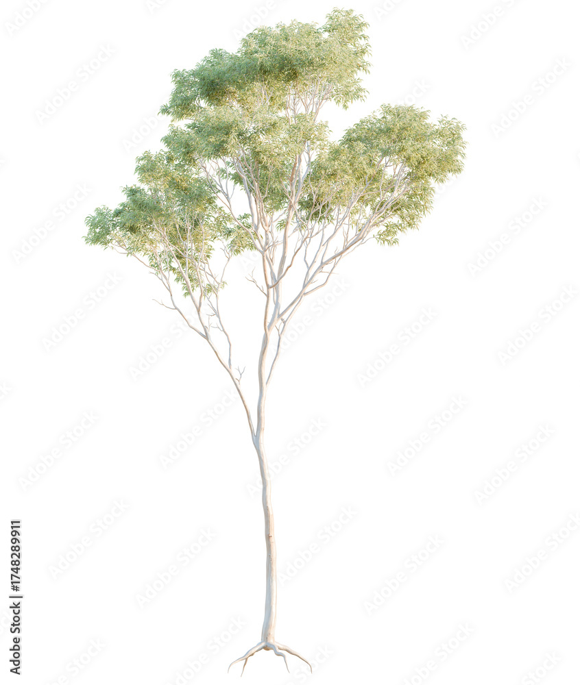 Fototapeta premium Eucalyptus tree cutout, front view, transparent background, isolate, Elegant bare tree with delicate branches and light green foliage