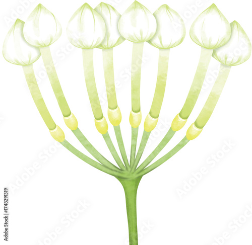 Watercolor Gardenia Flower Cluster