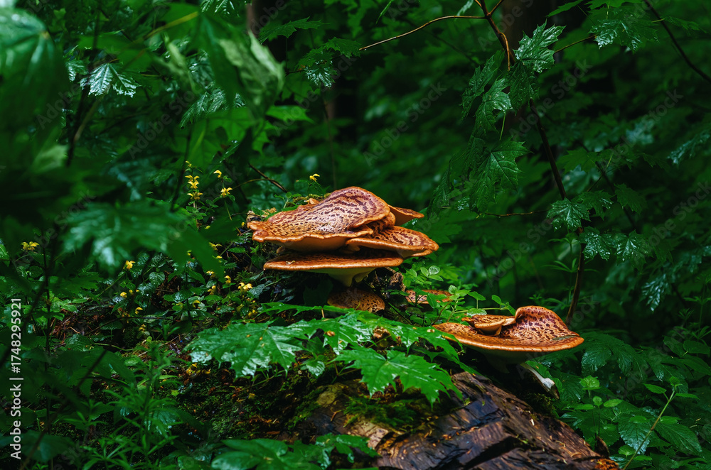 Fototapeta premium Forest landscape with mushrooms on stump among wet green leaves. Hiking in forest, active recreation