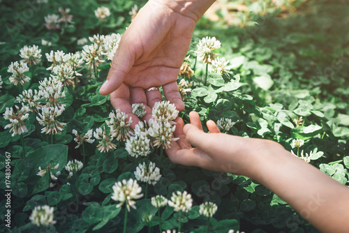 Obraz na plátně Hands gently touching white clover flowers in green meadow under sunlight, symbo