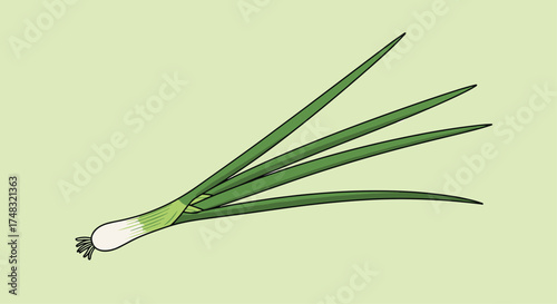A bunch of fresh green onions with white bases and long green stalks.
