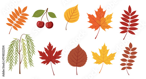 A collection of diverse autumn leaves and branches.