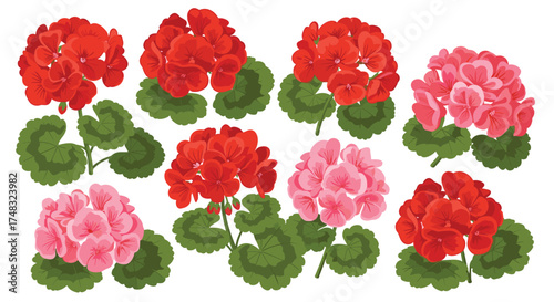 Collection of flowering geranium plants in various shades of pink and red.
