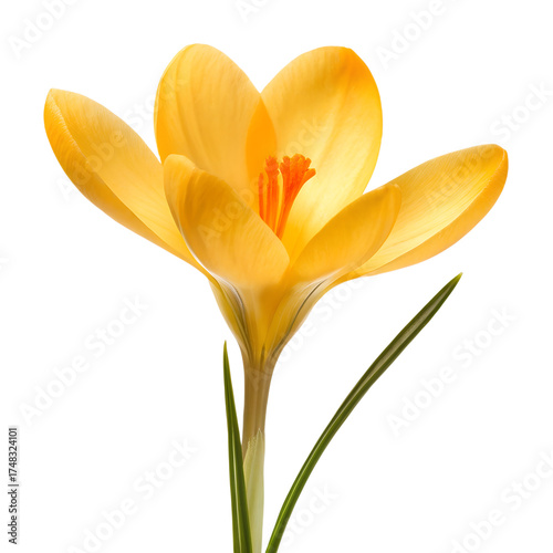 A single vibrant yellow crocus flower with delicate petals and green leaves isolated on transparent background