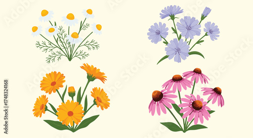 A collection of four different types of wild flowers.