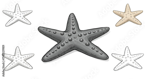 Set of sketch style starfish with textured details in various shades