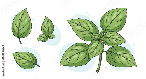 Fresh green basil leaves with dew drops and subtle bubbles.
