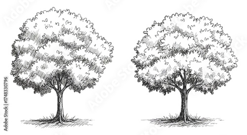 Hand drawn pencil sketch of trees on white background