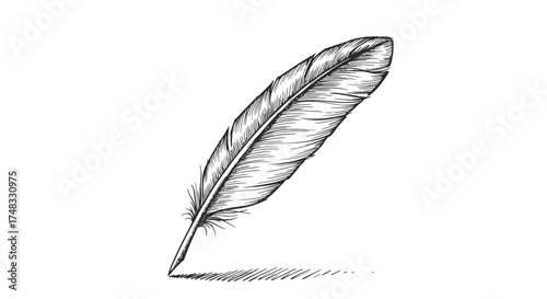 Elegant hand drawn feather with intricate detailing on white background