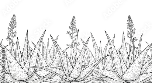 A stylized illustration of aloe vera plants with tall flowering stalks reaching towards the sky.