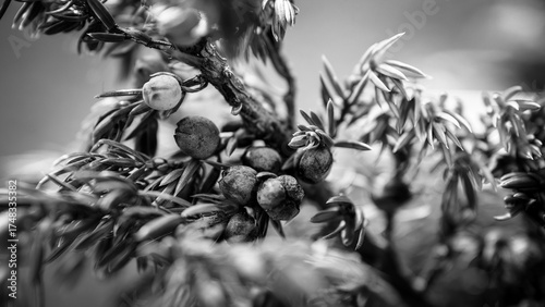 black and white photo of the harvest juniper berries at a autmun day