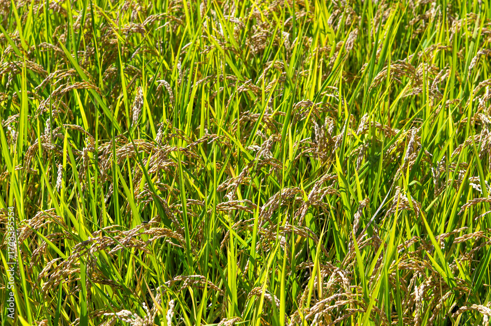 Obraz premium 収穫間近の稲穂 