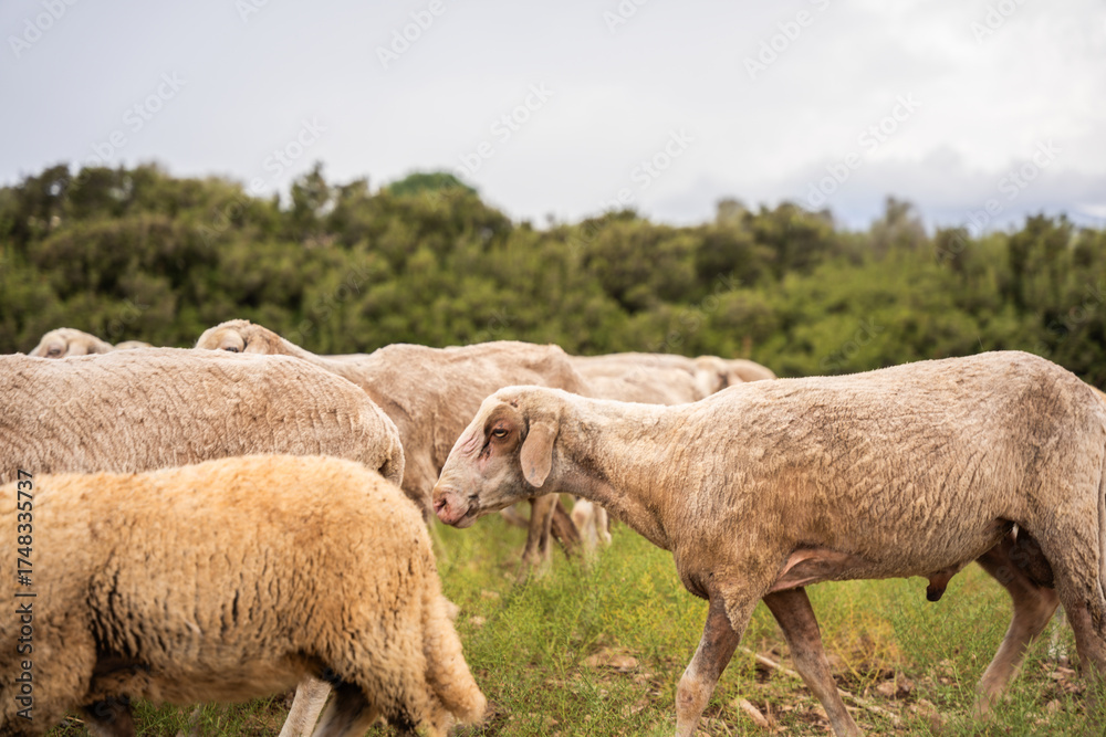 Obraz premium Flock of sheep grazing near ancient stone ruins on cloudy rural landscape.