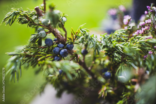 harvest juniper berries at a autmun day