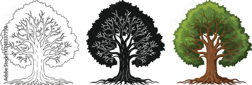 Set of tree illustrations including line art silhouette and full color perfect for nature-themed designs and educational materials
