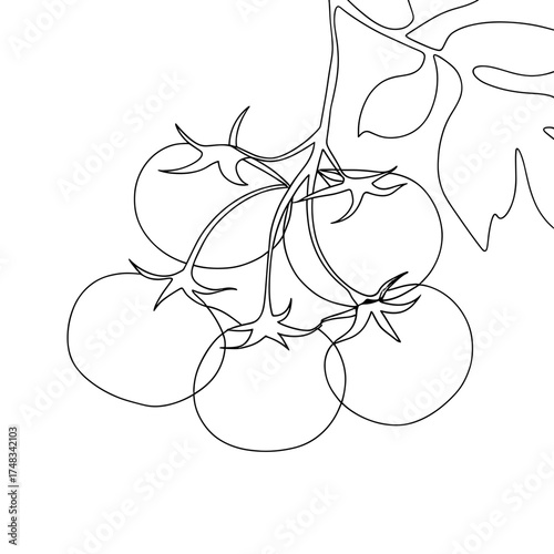 Outline of tomato branch with ripe tomatoes and leaves  