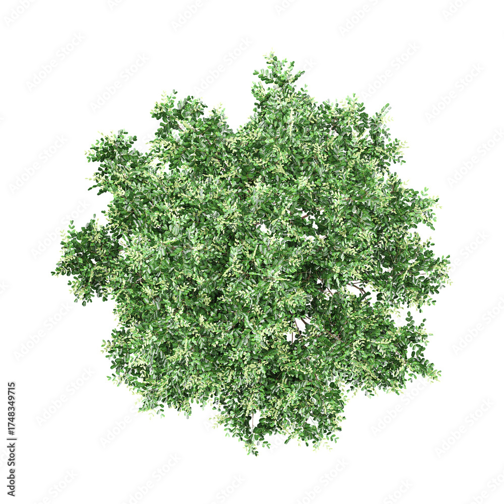 Obraz premium 3D rendering of Tuckeroo tree on transparent background from the top view