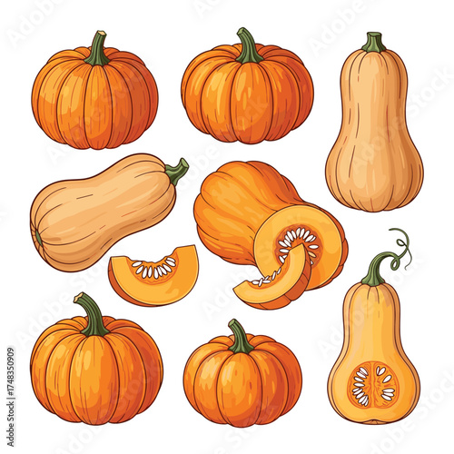 Autumn harvest of ripe orange pumpkins and butternut squash vegetables.