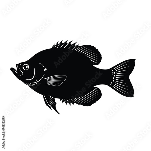Illustration of a bluegill sunfish swimming to the right isolated on a white background.