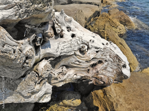 scenic close-up view of shapely dry trunks on the seashore