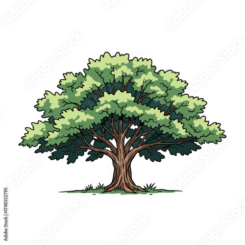 A large healthy green tree with a thick trunk and full canopy of leaves in a park.