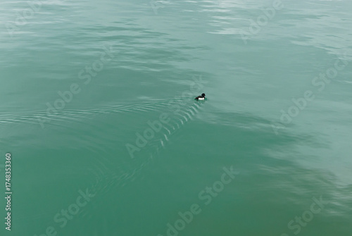 lonely black and white duck in the vastness of the lake