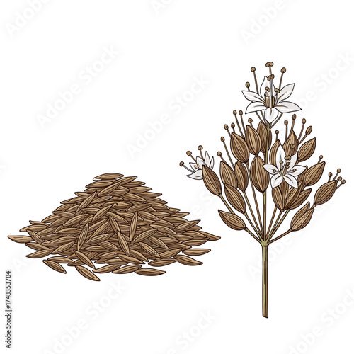 The health benefits of cumin seeds and their flowering plant parts.