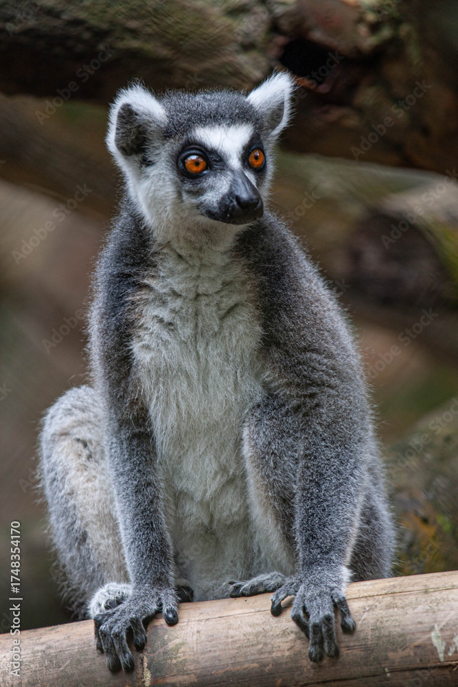 Obraz premium The Iconic Ring-tailed Lemur: A Stunning Close-Up Portrait from Madagascar