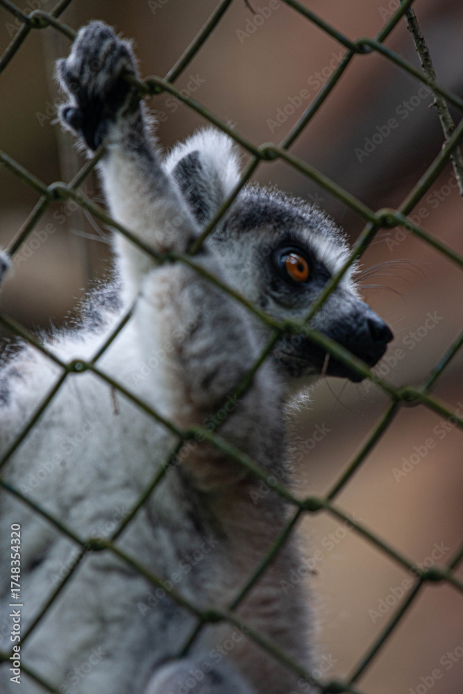 Naklejka premium A lemur clings to a metal fence with its hands, gazing outward with bright amber eyes. This emotional close-up captures the beauty and sadness of a wild animal living in captivity.