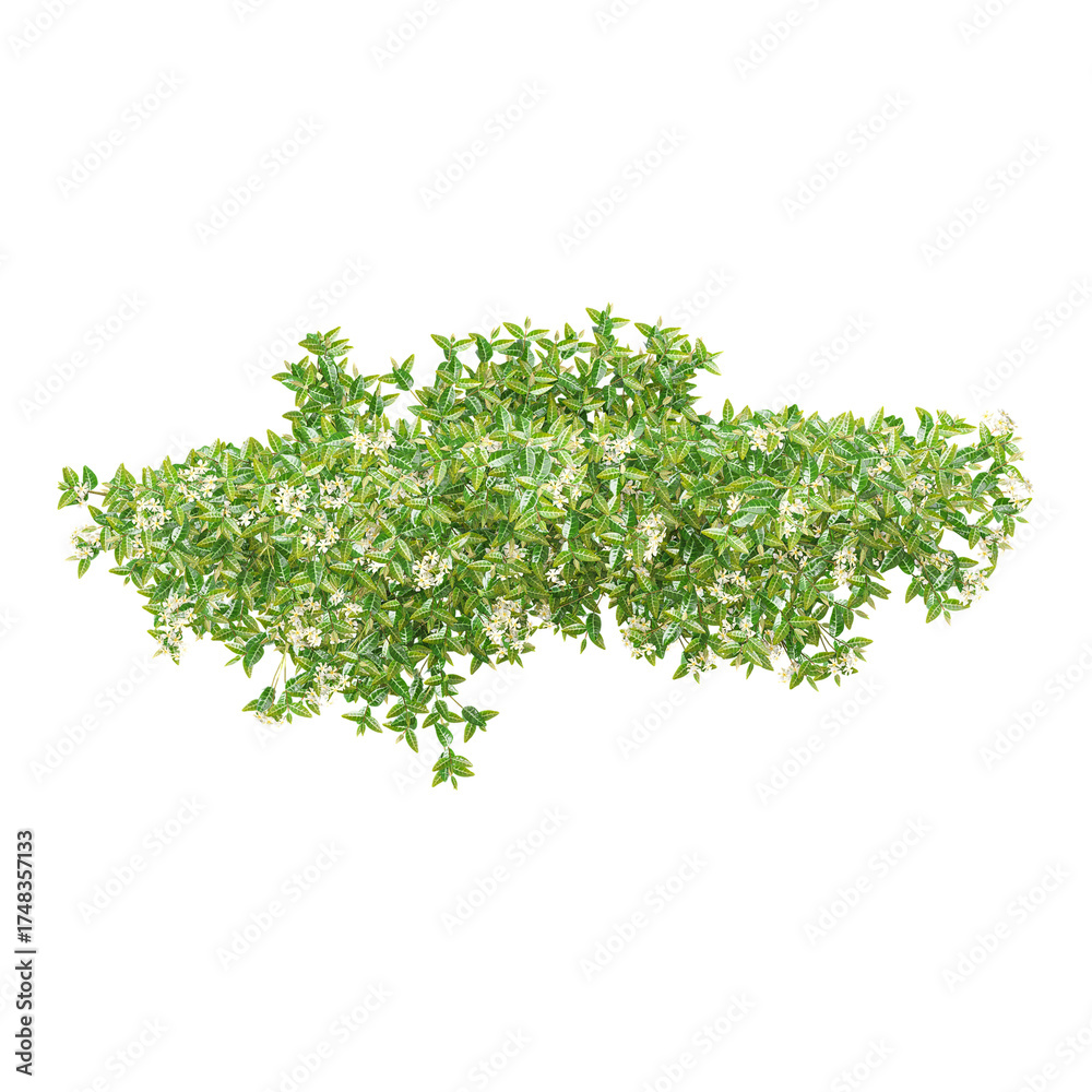 Obraz premium Top view of Isolated creeper plant