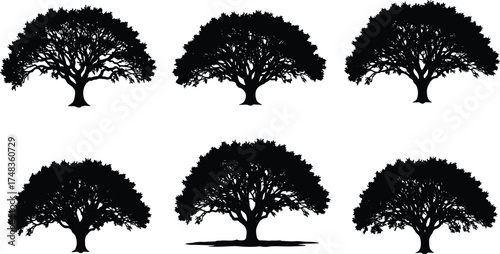  Large oak tree silhouettes collection, natural forest vector illustration, detailed foliage design, landscape elements set for nature scene, environment and park artwork