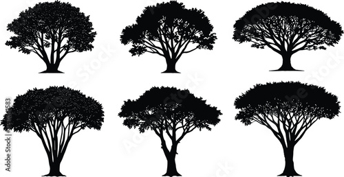  Tropical tree silhouettes collection, acacia and savanna trees vector illustration, natural landscape elements set for nature design, forest and environment artwork