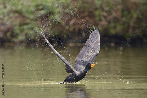 Cormorant taking flight from lake
