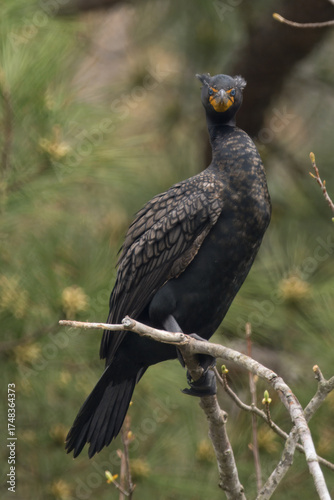 Double-Crested Cormorant looking surprised