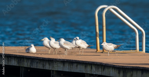 Fotografie Bonaparte Gulls on dock