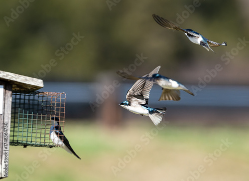 Several Tree Swallows trying to get to the Birdhouse 