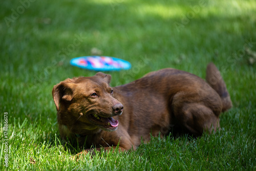 Dog relaxing in grass