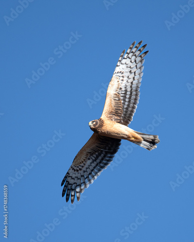 Northern Harrier Gliding Overhead 