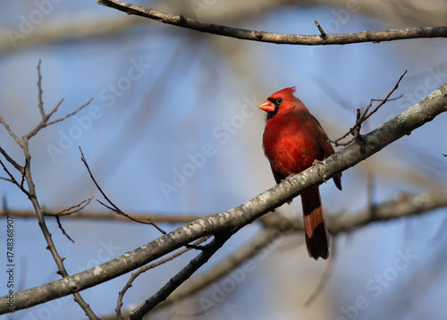 Male Cardinal on Branch