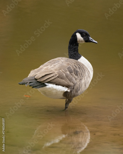 Canada Goose wading in a stream