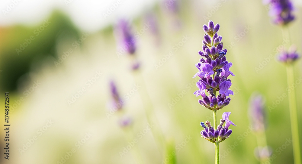 Obraz premium Lavender Flower Field in Bloom Purple Floral Beauty Nature Plant Summer Sunlight
