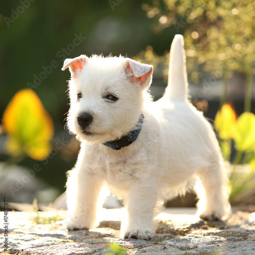 Welsh Highland White terrier