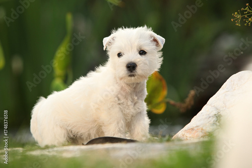 Welsh Highland White terrier