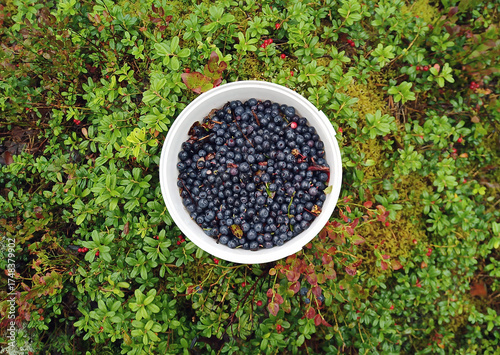harvesting blueberries. a bucket of harvested berries on the background of lingonberry and blueberry bushes. unsorted and unpeeled blueberries. ripe wild berries.